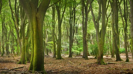 Wall Mural - Walkway in a green spring forest. Veluwe national park, the Netherlands. Panoramic scenery. Mighty deciduous beech trees, tree logs, carpet of golden leaves. Nature, seasons, ecology, ecotourism