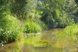 River in a green summer forest. Germany. Natural habitat for American spiny-cheek high crayfish Orconectes Limosus. Nature, wildlife, zoology, biology, ecosystems, environmental conservation