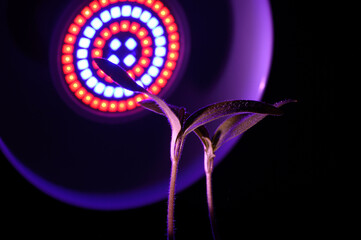 two sprouts in a seedling pot in the light of a round phytolamp. close-up.