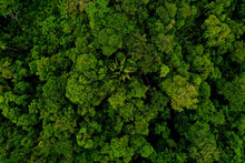 Aerial Top View, Wide Shot Of A Tropical Forest Canopy With Many Different Tree Species Also Referred To As Brocceli Field