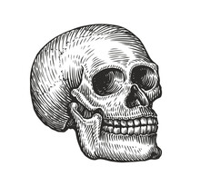 Human Skull In Vintage Gothic Style. Engraving Sketch Vector Illustration