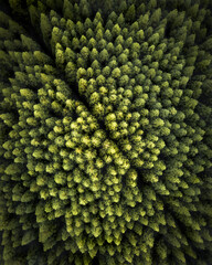 Aerial view of a pine forest from above, bird eye's view of green trees on Pico Island, Azores archipelagos, Portugal.