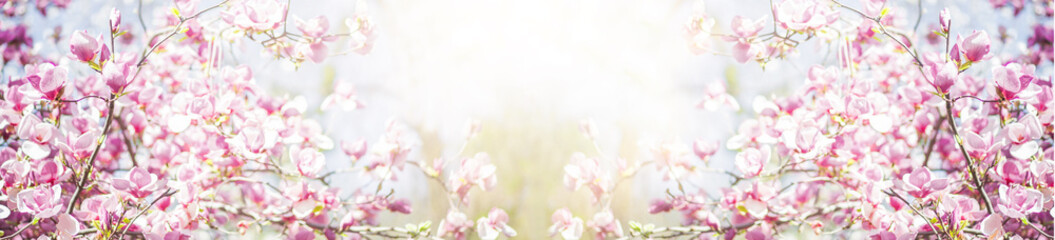 Wall Mural - Banner with spring nature. Closeup of blooming magnolia tree. sunny blurred garden with bokeh.