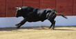 spanish strong bull with big horns in a traditional spectacle of bullfight 