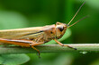 © Antelope - 頭をかくバッタ
