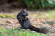 © Yi - close up of one cute grey squirrel standing on the tree root bumped on the ground in the park