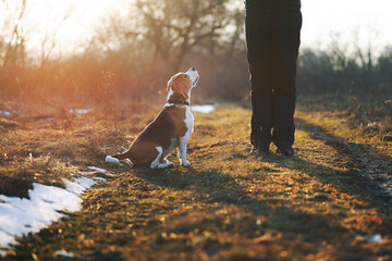 Dog training. Cute beagle dog sitting on command while walking with his owner outdoor against scenic sunset background