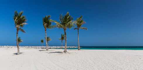 Palm trees on Al Mamzar beach in Dubai