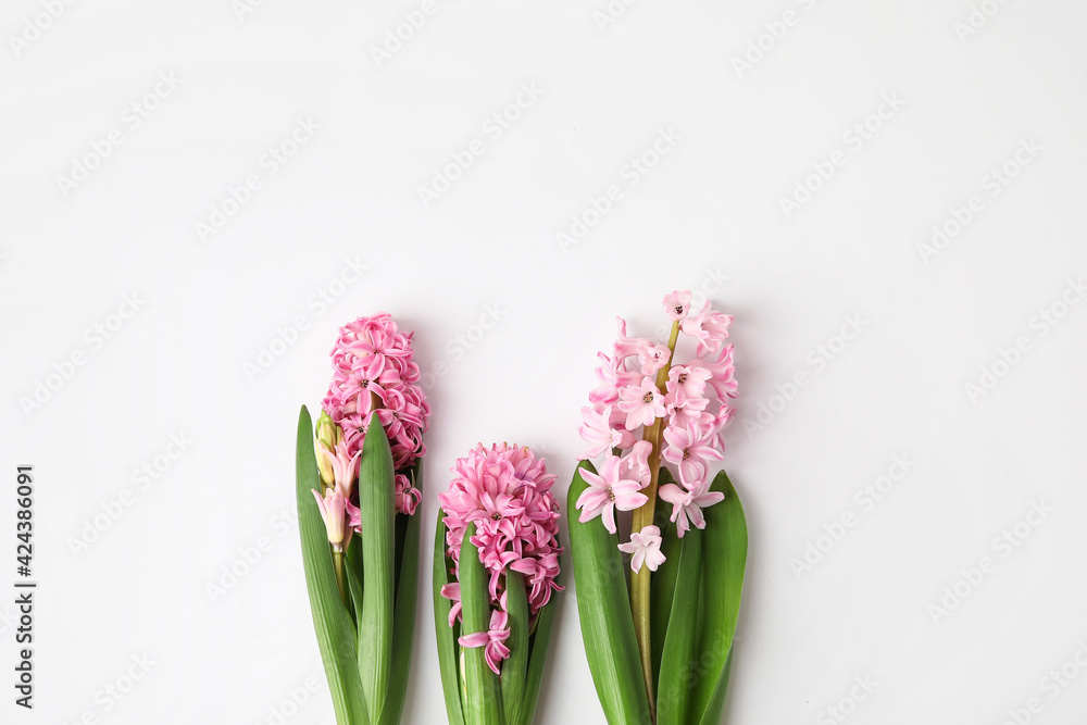 Beautiful blooming hyacinth plants on light background