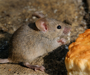 Wall Mural - House mouse searching for food in an urban house garden.