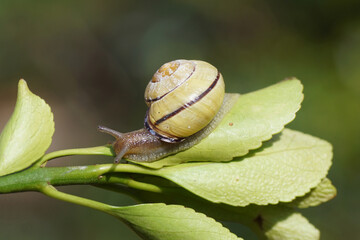 Grove snail or brown-lipped snail (Cepaea nemoralis) of the family Helicidae on a leaf. In a Dutch garden. Spring, March, Netherlands.