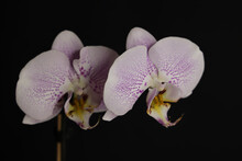 Two White And Purple Speckled Phalaenopsis Orchid Flowers On A Dark Background, Mood, Floral Background, March 2021