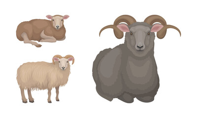 Poster - Sheep as Ruminant Domestic Mammal Kept as Livestock Vector Set