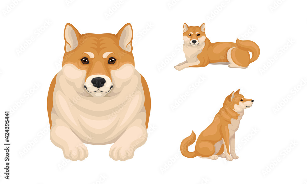 Shiba Inu as Breed of Hunting Dog from Japan in Different Poses Vector Set - obrazy, fototapety, plakaty 