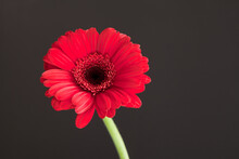 Red Gerbera Flower - Red Daisy Macro Petals On Black Background. Spring Floral Concept