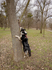 Wall Mural - Australian Shepherd Dog playing with a toy in the spring park with the owner. Happy Aussie walks at outdoors sunny day.