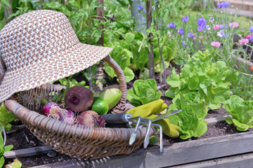 Wall Mural - wicker hat put on a basket with fresh vegetables in a little vegetable garden next to lettuce growing