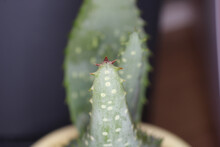 Natural Aloe Marlothii Cactus Photo