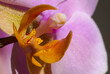 Orchidee close-up