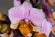 Orchidee