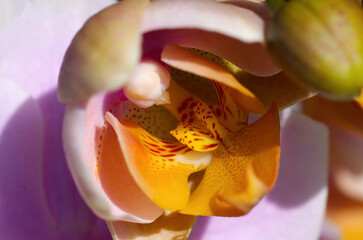 Orchidee close-up