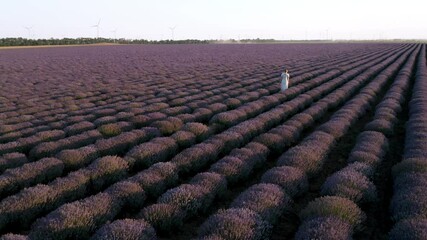 Wall Mural - drone flight above a woman in a white dress, walking among blooming lavender field before sunset.