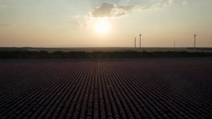 Wall Mural - stunning aerial video with a beautiful lavender field in golden hour at sunset