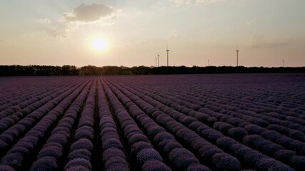 Wall Mural - stunning aerial video with a beautiful lavender field in golden hour at sunset