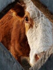 Wall Mural - Red Cow Peeking Looking through the Hole of Wooden Gate