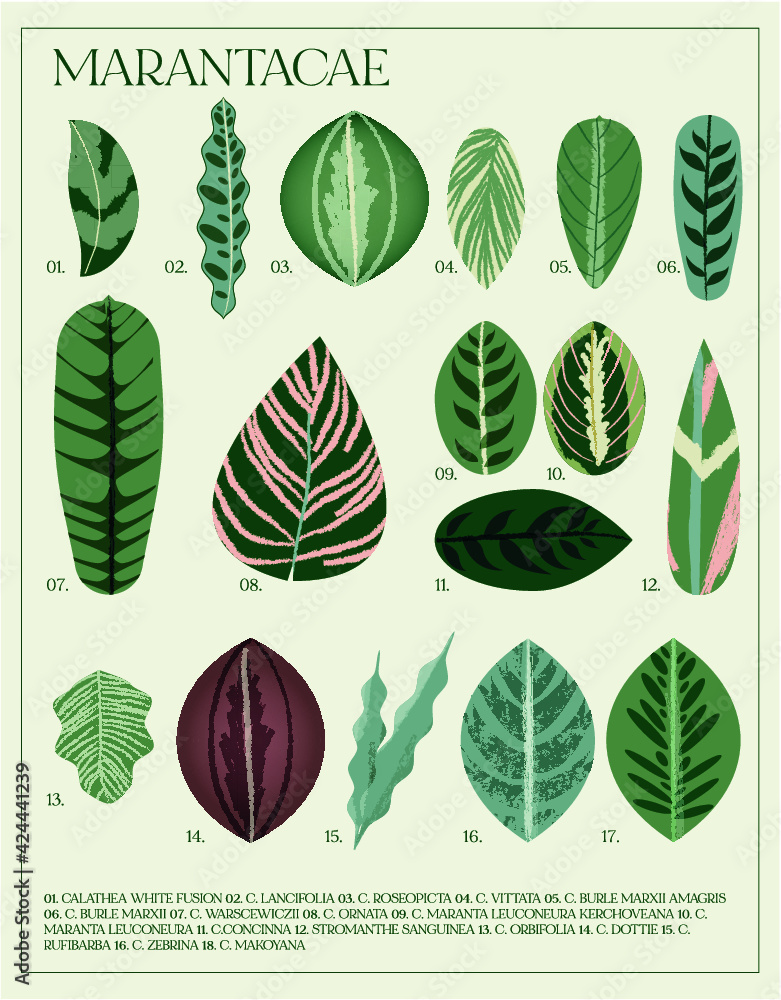 Stock-Vektorgrafik Poster botnico de calatheas y marantas. Set de hojas  ilustradas. Familia de plantas. | Adobe Stock