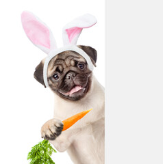 Aufkleber - Pug puppy wearing easter rabbits ears looks from behind empty white banner and eats carrot. Isolated on white background