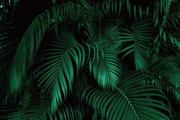 Wall Mural - tropical green palm leaf and shadow, abstract natural background, dark tone