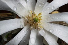 Macro Closeup Of White Flower (magnolia Stellatum) Pistils And Stamen With White Petals With Water Drops
