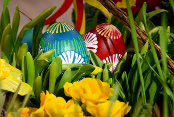 Wall Mural - Easter egg hidden in the grass for the hunt stock images. Beautiful hand painted easter eggs with spring flowers close-up stock images. Easter decoration with colored egg and fresh flowers photo