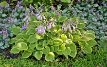 Flowering Hosta Golden Tiara With Yellow And Green Leaves  In The Garden Design  Closeup.