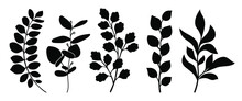 Set Of Leaves Silhouette Of Beautiful Plants, Leaves, Plant Design. Vector Illustration .	
