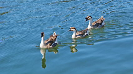 Sticker - chinese geese in a lake