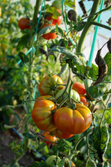 Wall Mural - A group of tomatoes that started to turn red. Growing tomatoes in a greenhouse. Tomato fruits.