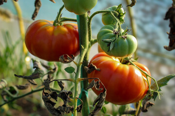 Growing tomatoes in a greenhouse. Green and red tomatoes. Ripe and unripe tomatoes.