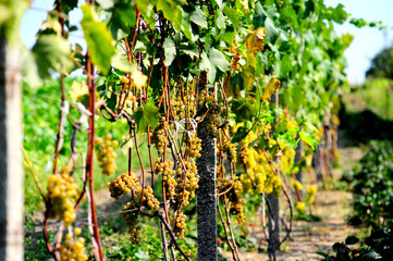 grape vines in autumn