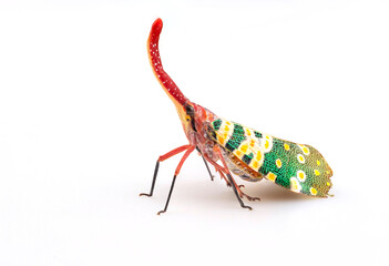 Lantern bug or Lantern fly on white background. Pyrops Candelaria