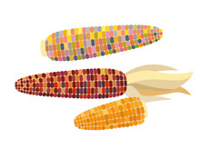 Flint Corn - Vector Illustration In Flat Design Isolated On White Background