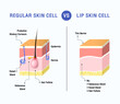 REGULAR SKIN CELL vs LIP SKIN CELL vector