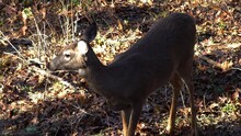 Outdoor View Of Cute Young Whitetail Deer Feeding In The Woods