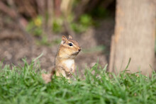 Eastern Chipmunk With Cheeks Full Of Seeds