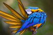 Blue amazonian parrot cleaning its plumage