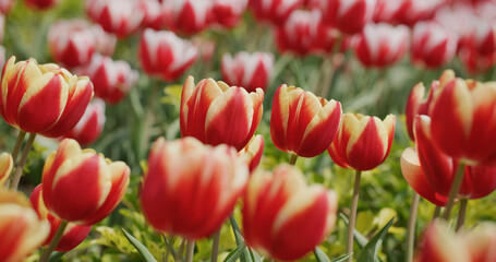 Wall Mural - Red and yellow tulip flower garden park