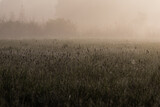 Fototapeta  - Świt na polanie i łąka, mroczny klimat, ostoja zwierząt i rezerwat przyrody, poranne mgły