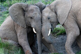 Fototapeta Sawanna - two juvenile African elephants playing in the wild
