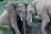 Two Juvenile African Elephants Playing In The Wild
